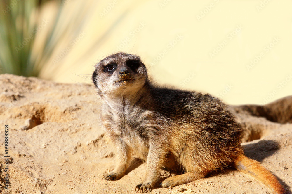 Fototapeta premium Meerkats