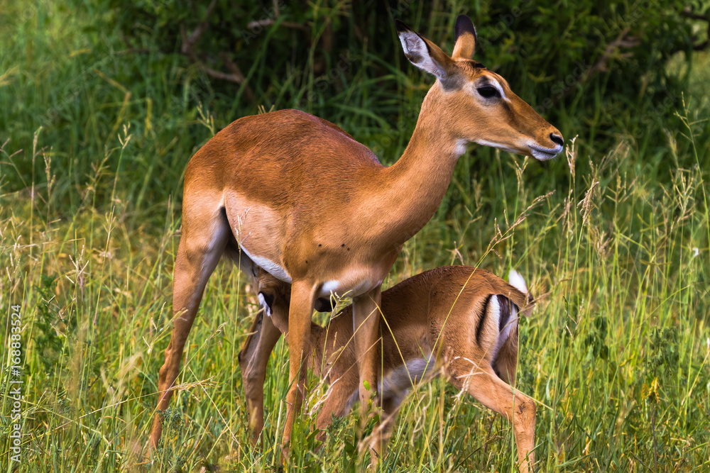 Two impalas: Mother and baby. Tarangire, Tanzania Two impalas: Mother and baby. Tarangire, Tanzania