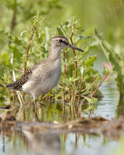  Wood Sandpiper