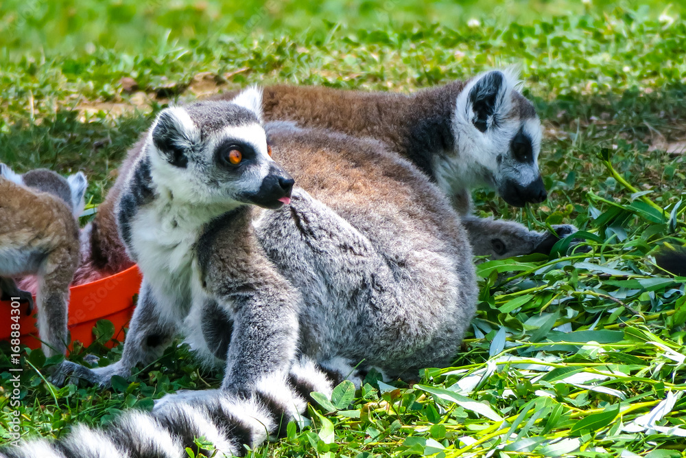 Obraz premium Ring-tailed lemur with her cute babies