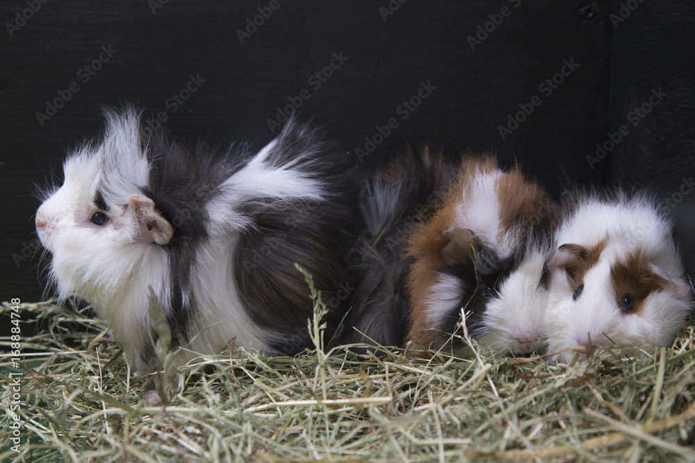 guinea pig male and female in hay guinea pig male and female in hay