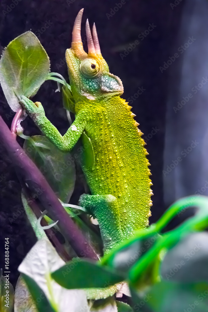 Fototapeta premium Chameleon
