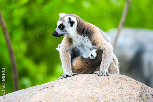 Ring-tailed lemur with her cute babies