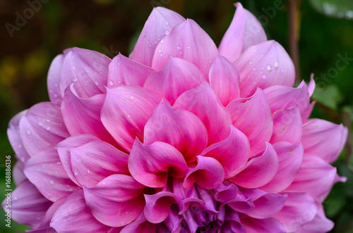 close up pink chrysanthemum flower