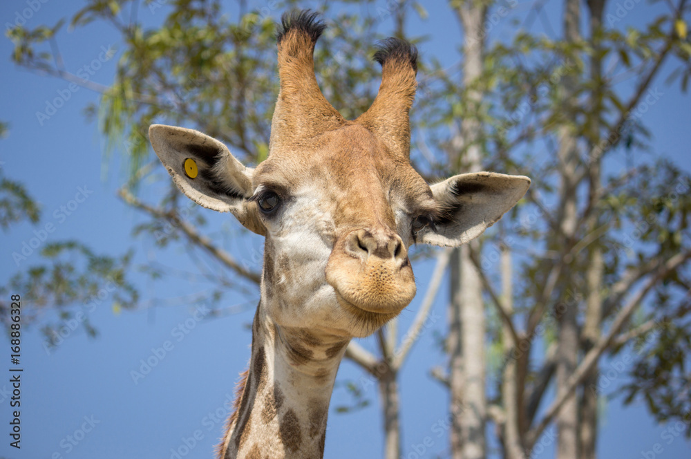 Giraffe head in the national zoo, Thailand