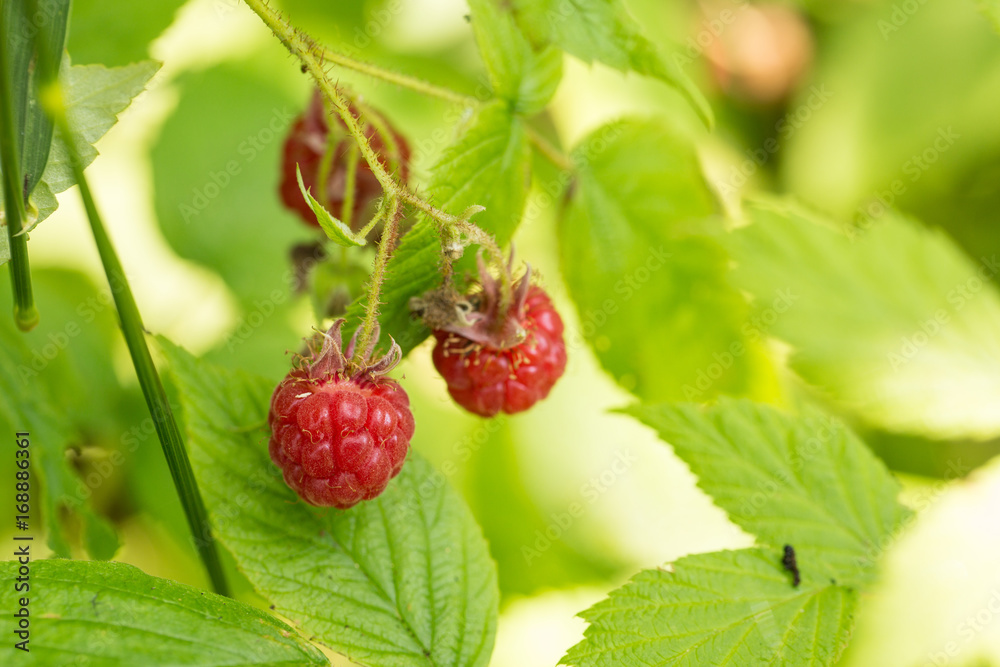 Ripe Raspberries On Plant Outside Ripe Raspberries On Plant Outside