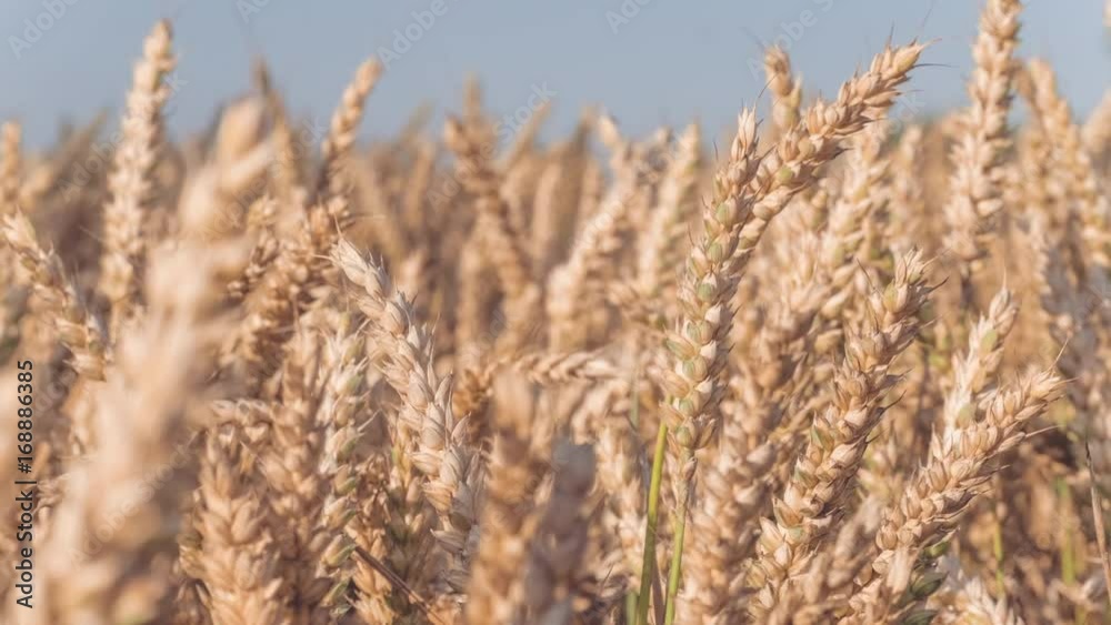 Dry golden wheat spikes in sun light, slow motion dolly in movement