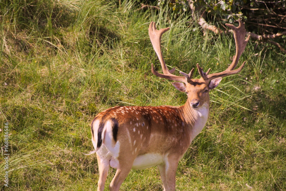 Obraz premium Hirsch