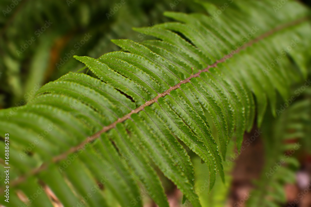 Green leaves isolated from the background of nature. Green leaves isolated from the background of nature.