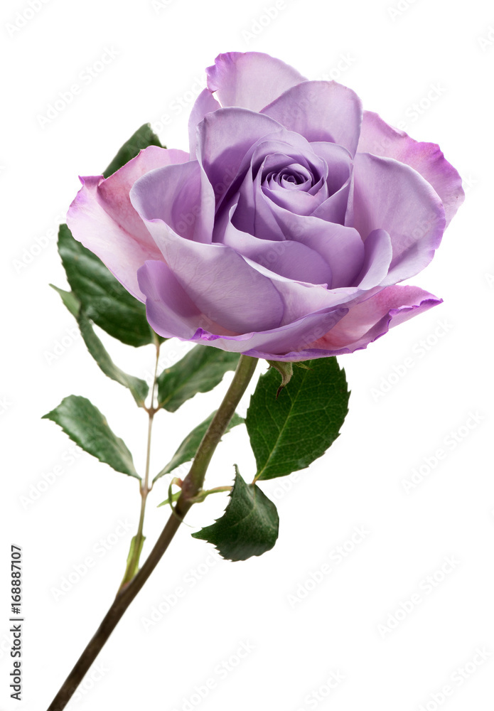 Naklejka premium Fioletowa róża na białym tle na białym tle