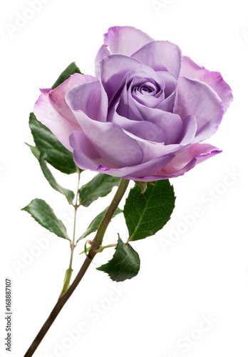 Violet rose isolated against white background