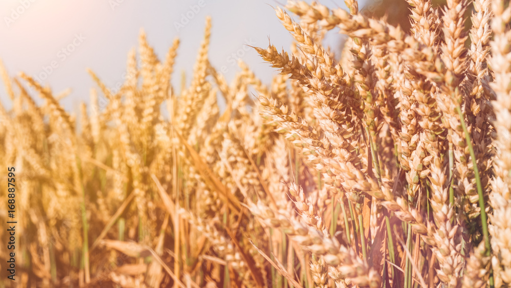 Fototapeta premium Dry golden wheat spikes on sunny day ready for harvest