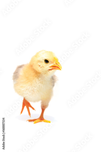 Chicken © nakedking