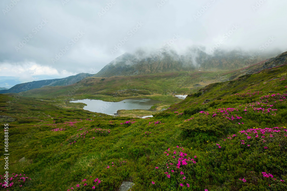 Mountain valley with lake and rhododendron flowers , cloudy mountain landscape