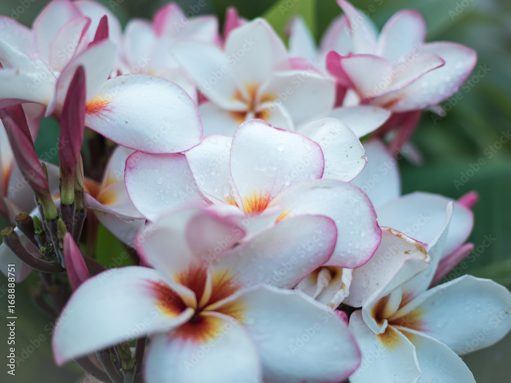 Fototapeta premium Flowers with nature