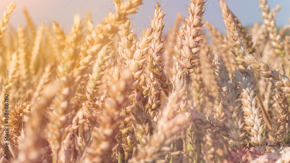 Obraz premium Close up of dry ripe golden wheat spikes in sun flares