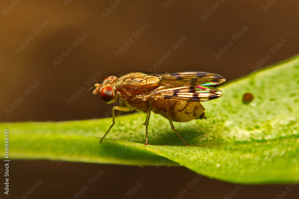 Obraz premium Close up fly (Drosophila melanogaster) in nature