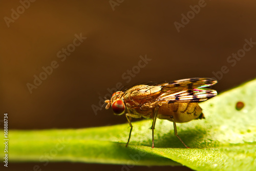 Close up fly (Drosophila melanogaster) in nature