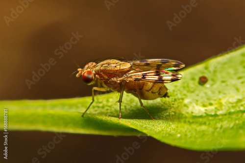 Close up fly (Drosophila melanogaster) in nature photo