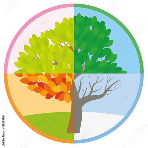 Four seasons tree in spring, summer, fall and winter arranged in a circle - tree throughout the course of a year with different foliage in typical colors and shades - vector illustration.