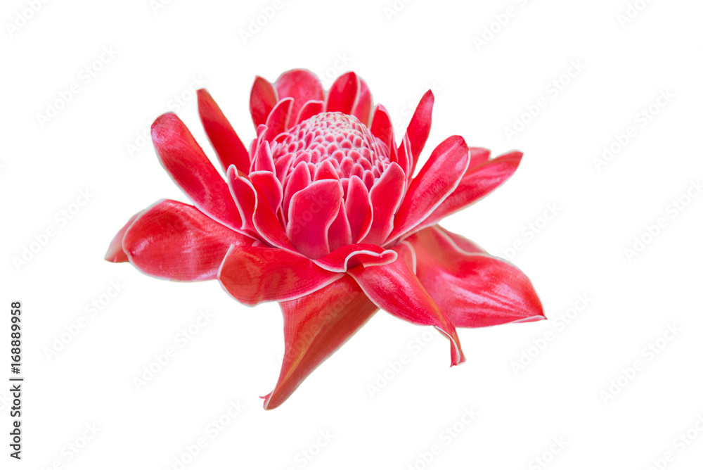 Tropical flower red torch ginger (Etlingera elatior or zingiberaceae) Tropical flower red torch ginger (Etlingera elatior or zingiberaceae)