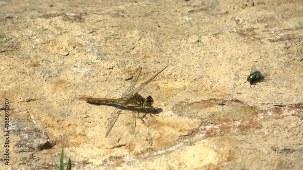 Dragonfly resting on the sand. Beautiful dragonfly sitting on a sand 