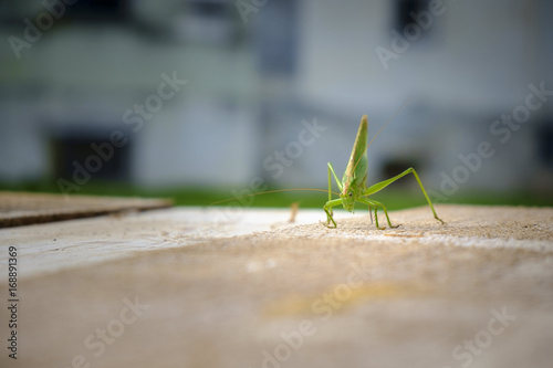 Green grasshopper on the wooden table.