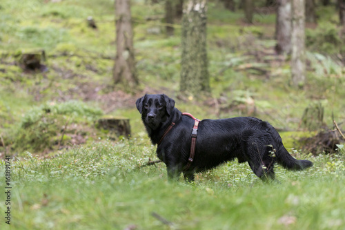 Dog playing in the forest