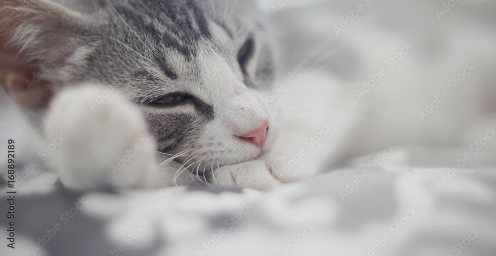 A muzzle of the sleeping kitten
