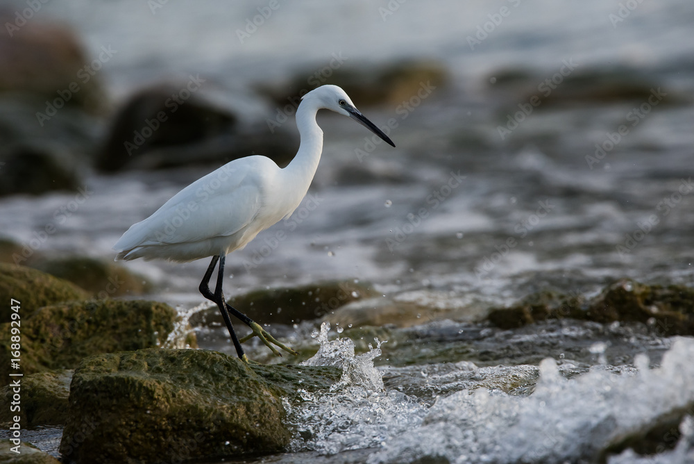 Little Egret, Heron, Egretta Garzetta