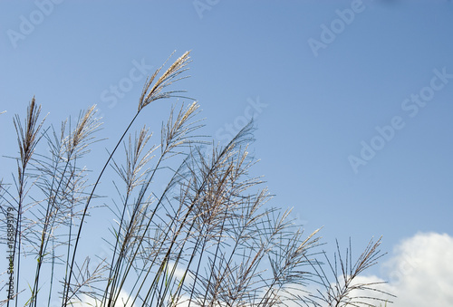 茅と空