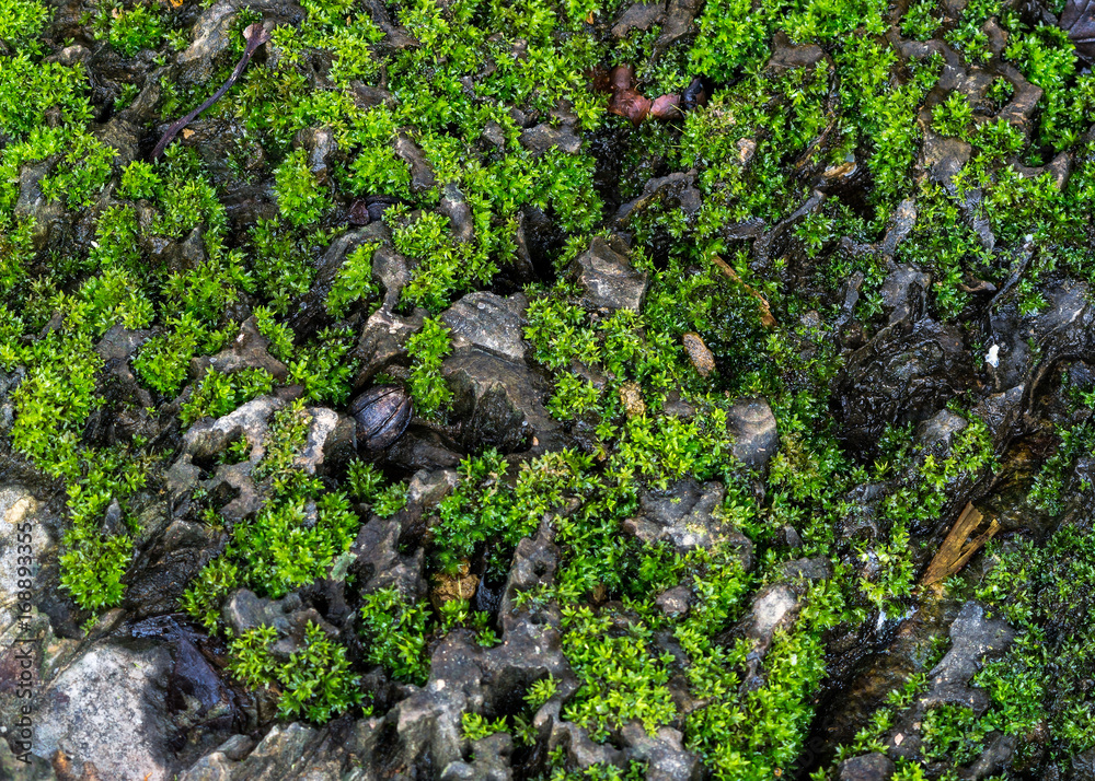 green moss background texture beautiful in nature green moss background texture beautiful in nature