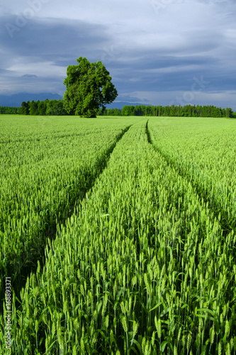 Tractor track marks left in agricultural wheat field