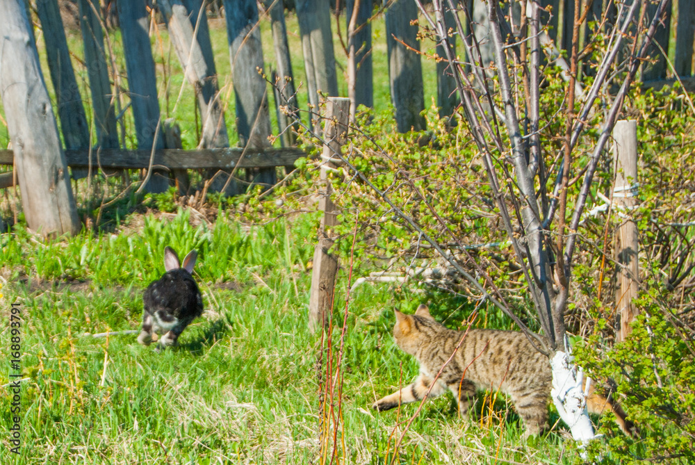 A domestic curiouse cat hunting a big black rabbit at a garden