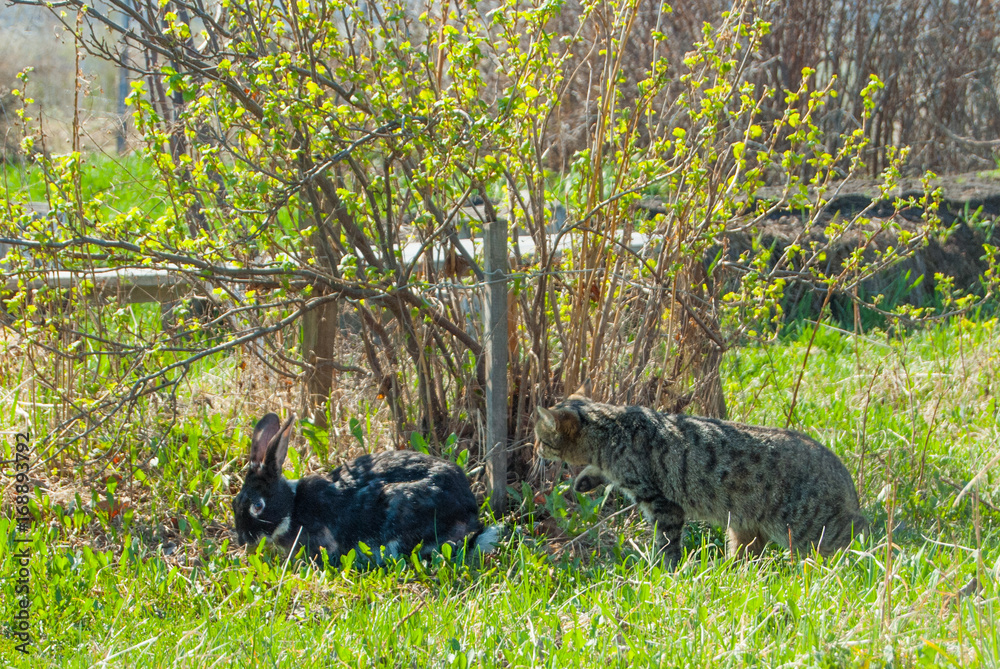 A domestic curiouse cat hunting a big black rabbit at a garden