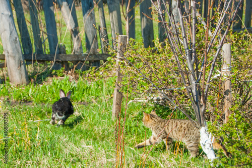 Obraz na płótnie A domestic curiouse cat hunting a big black rabbit at a garden w salonie