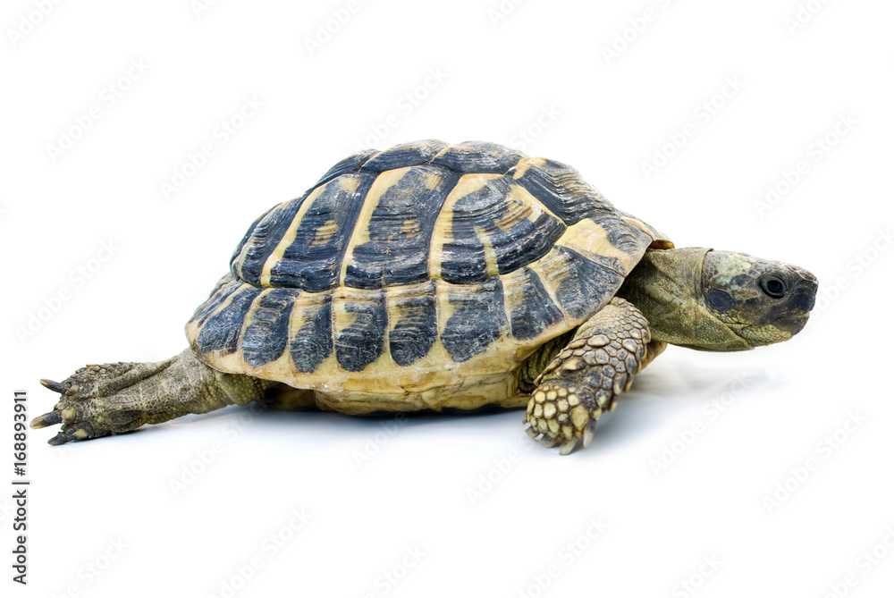 Obraz premium Tartaruga su sfondo bianco