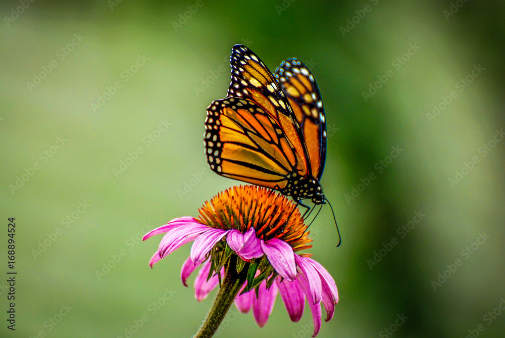 Fototapeta premium Monarch butterfly on pink flower with green background
