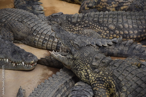 ferme au crocodiles