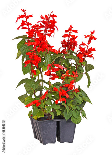 Fototapeta Naklejka Na Ścianę i Meble -  Seedlings of red-flowered salvia seedlings ready for transplanting