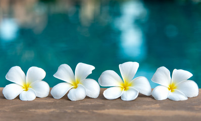 Keuken achterwand Frangipani Witte frangipani bij tropisch zwembad  © freebird7977