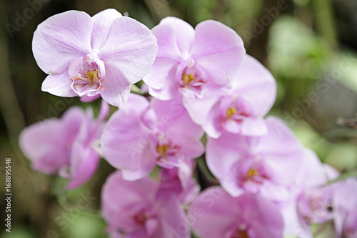 Several pink orchids in a greenhouse