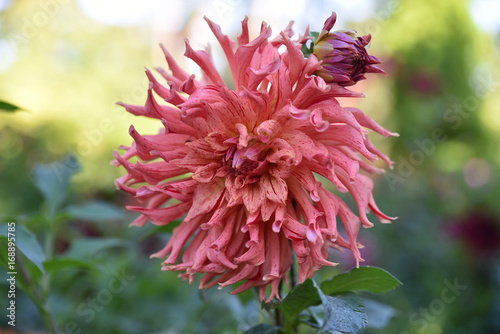 Fototapeta Naklejka Na Ścianę i Meble -  Dahlia cactus rose en été au jardin