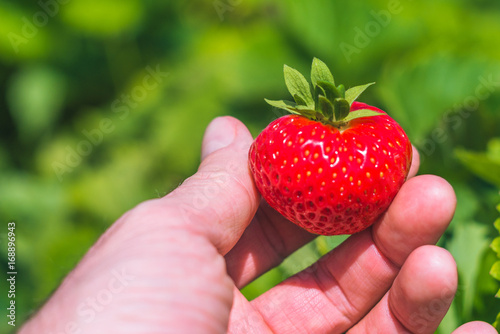 Holding a perfect fresh plucked strawberry over defocused green field