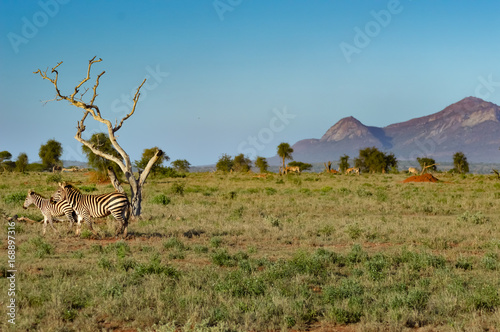 Zebra and her cub