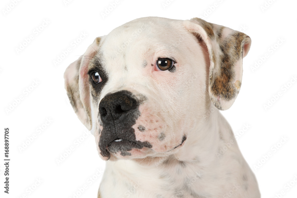 Portrait of American Bulldog puppy