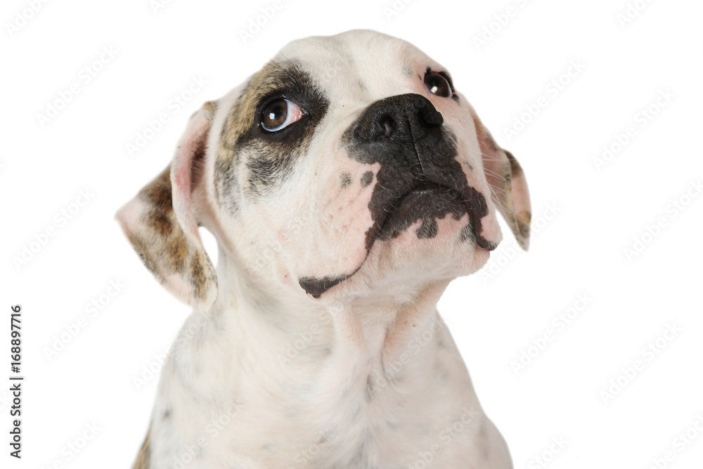 Portrait of American Bulldog puppy isolated on white