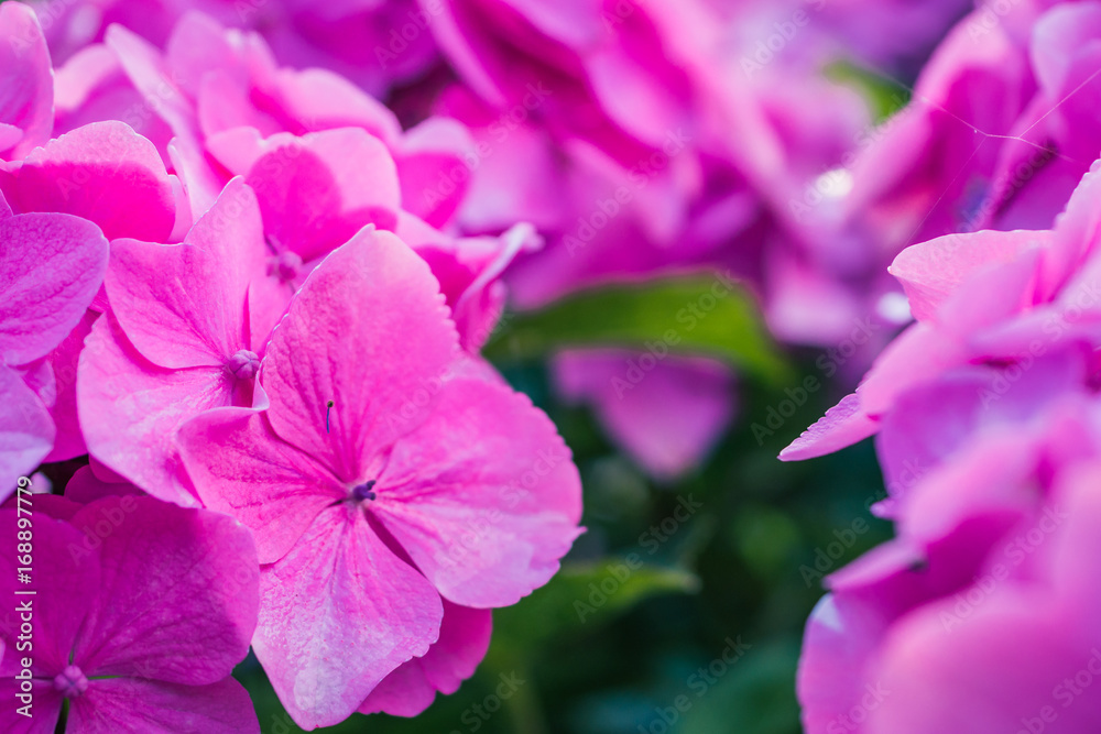Lilac hydrangea flowers arranged together. Close up Lilac hydrangea flowers arranged together. Close up