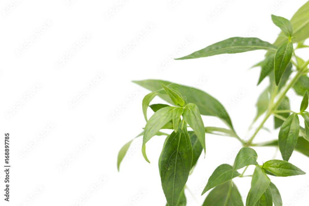 Andrographis paniculata plant isolated on the white background Andrographis paniculata plant isolated on the white background