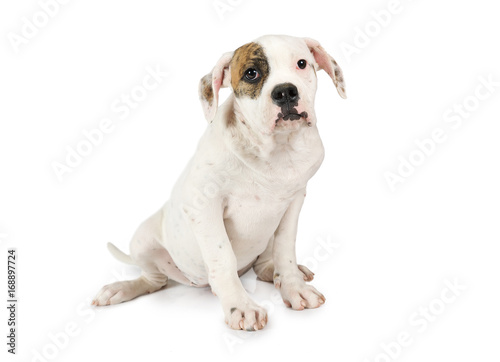 Four months old American Bulldog puppy
